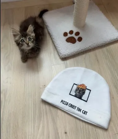 Cat beanie