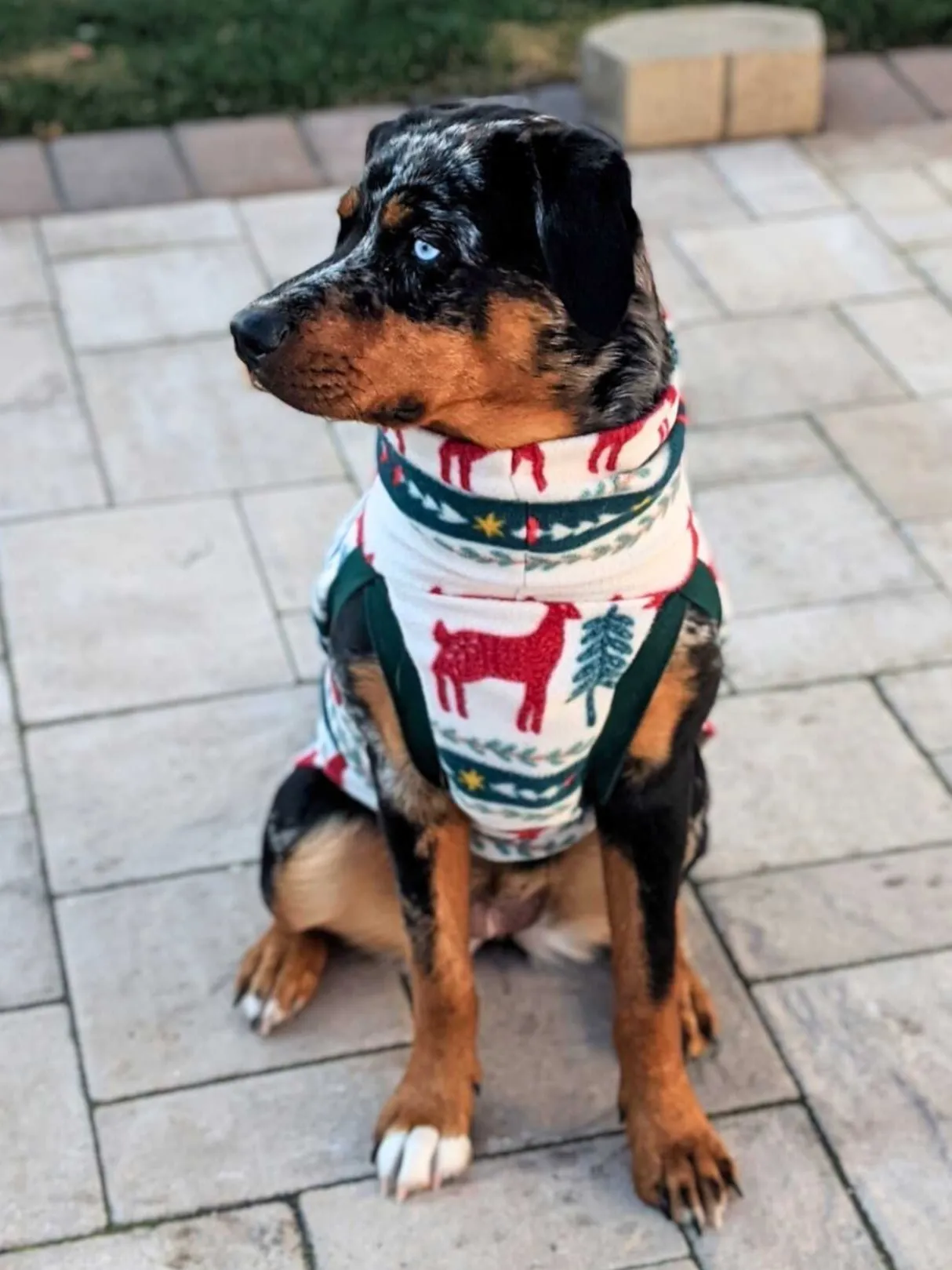 Holiday Fair Isle Dog Sweater