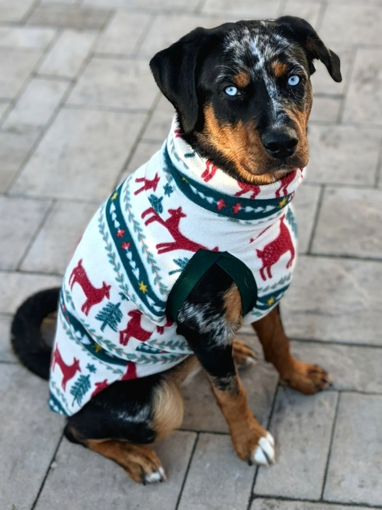 Holiday Fair Isle Dog Sweater