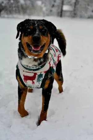 Holiday Fair Isle Dog Sweater