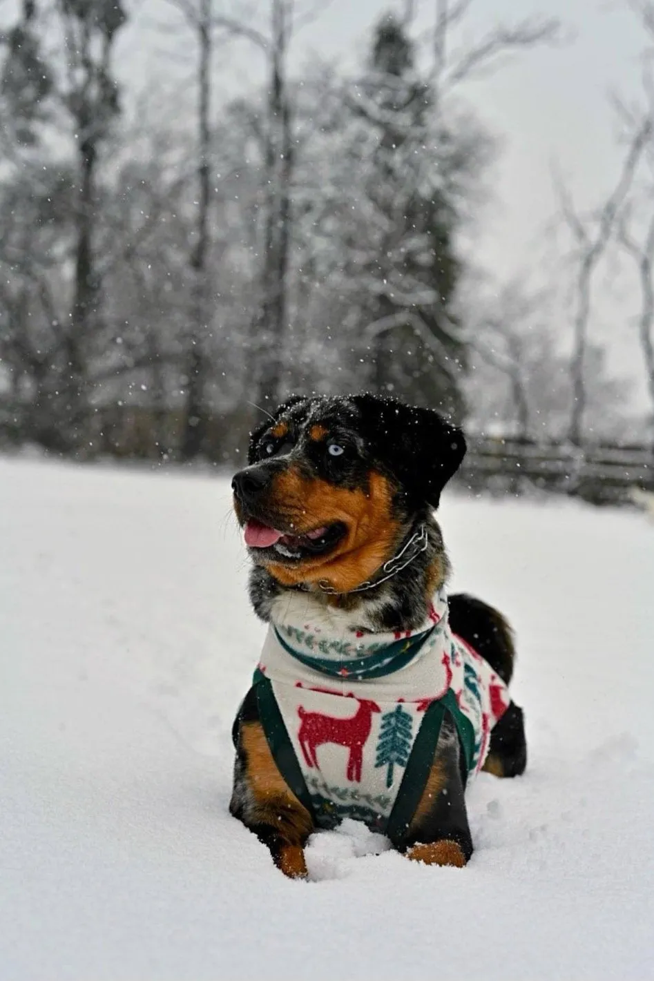 Holiday Fair Isle Dog Sweater