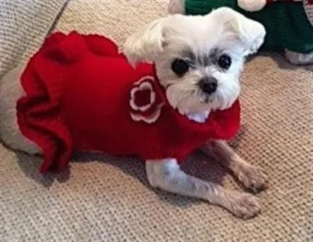 Red Sweater Dress