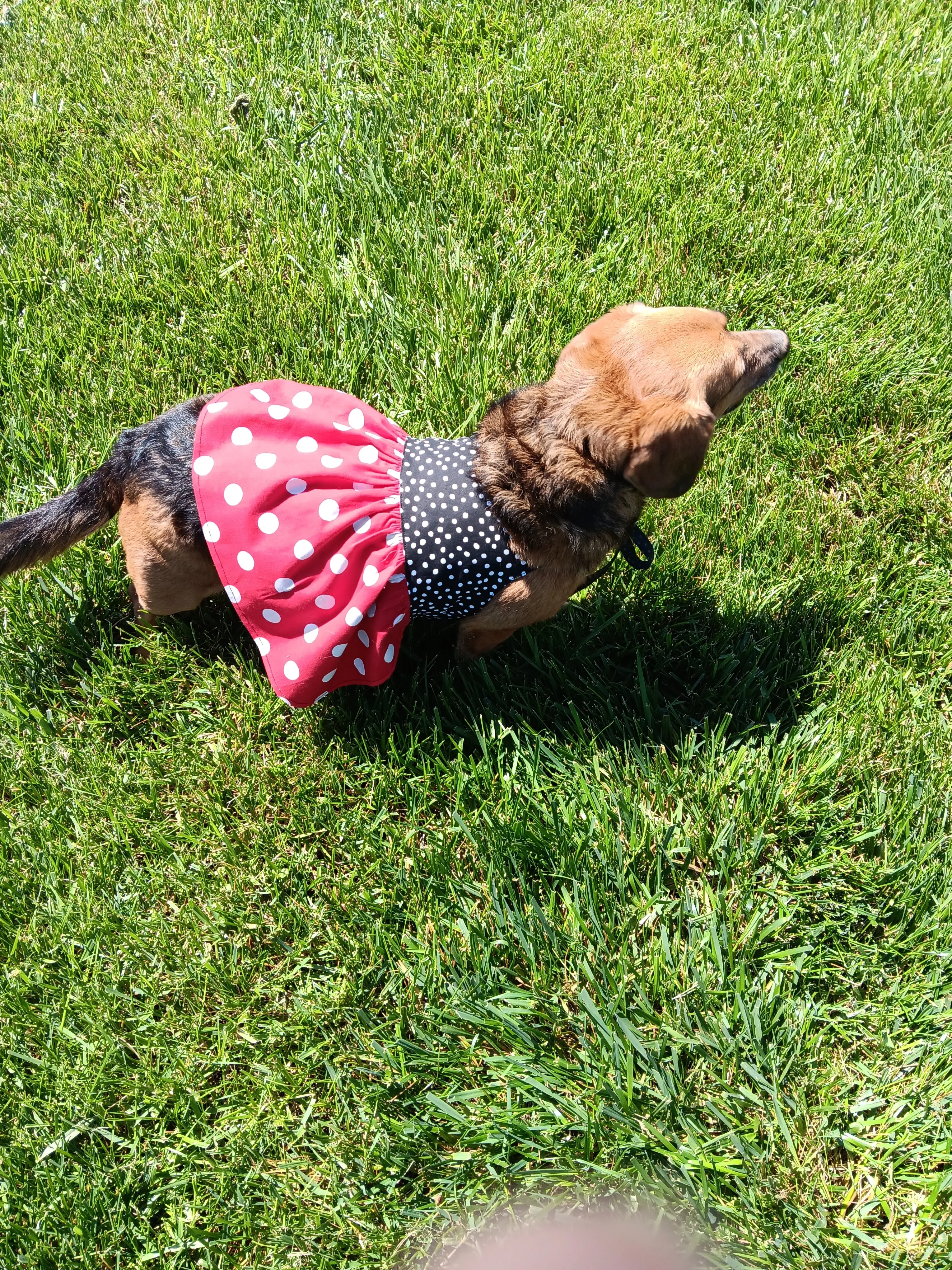 Trixie Reversible Pet Dress