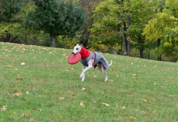 WHIPPET/GREYHOUND SOFTSHELL DOG COAT   NECK WARMER / MADE TO ORDER